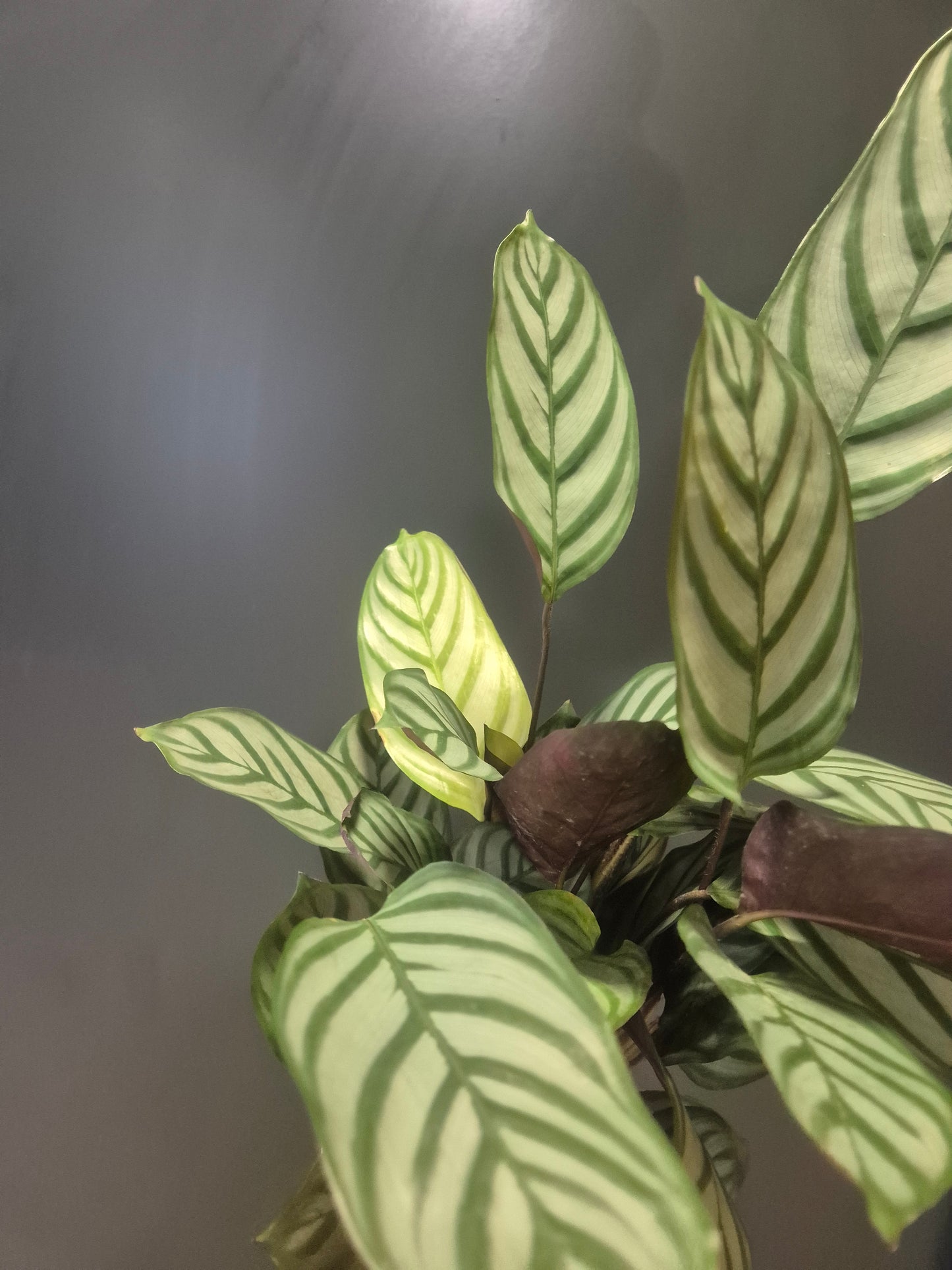 Calathea Compact Star - Prayer Plant - 14cm | Houseplant