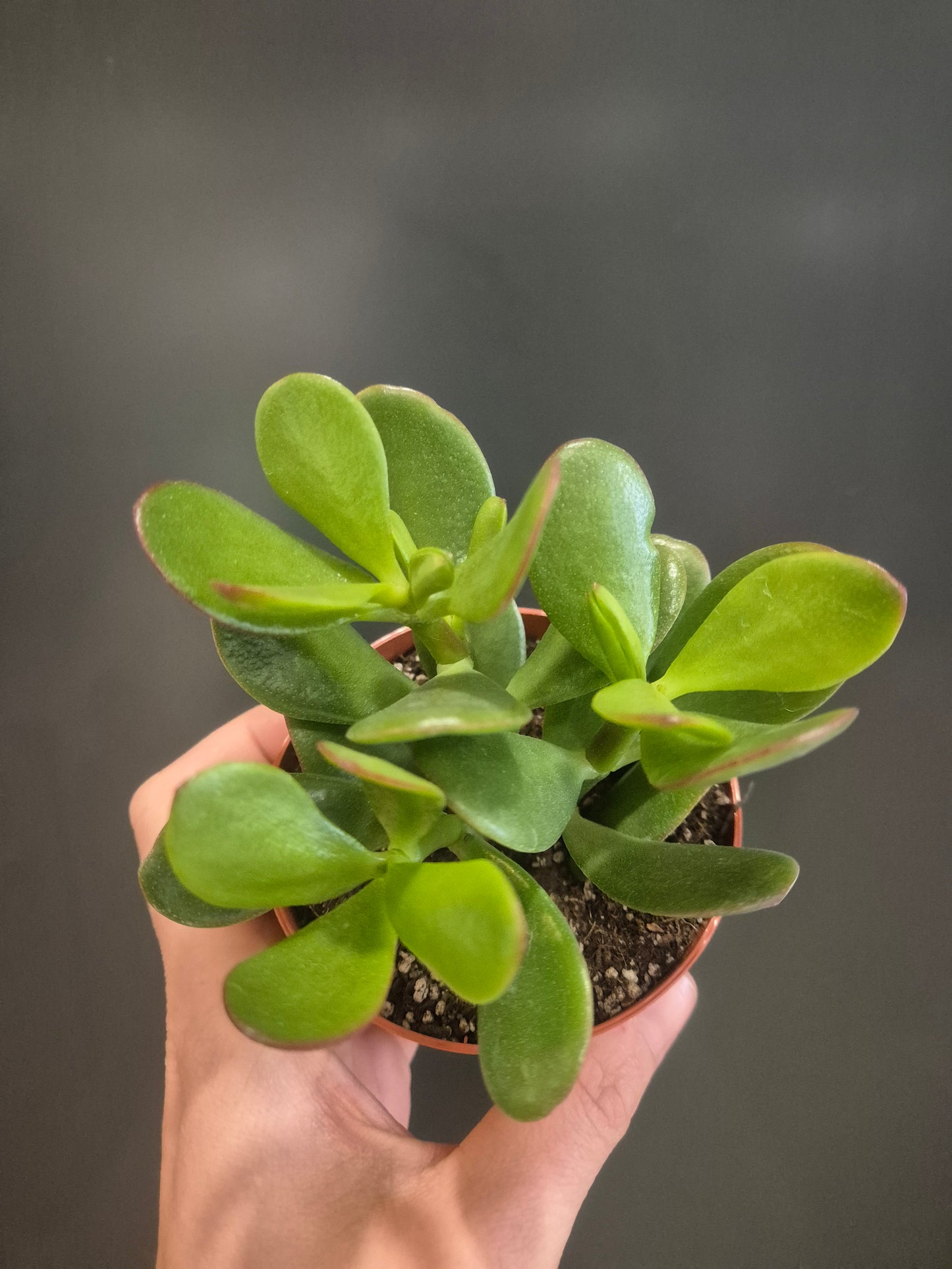 Crassula ovata - Jade Plant - 8.5cm | Houseplant