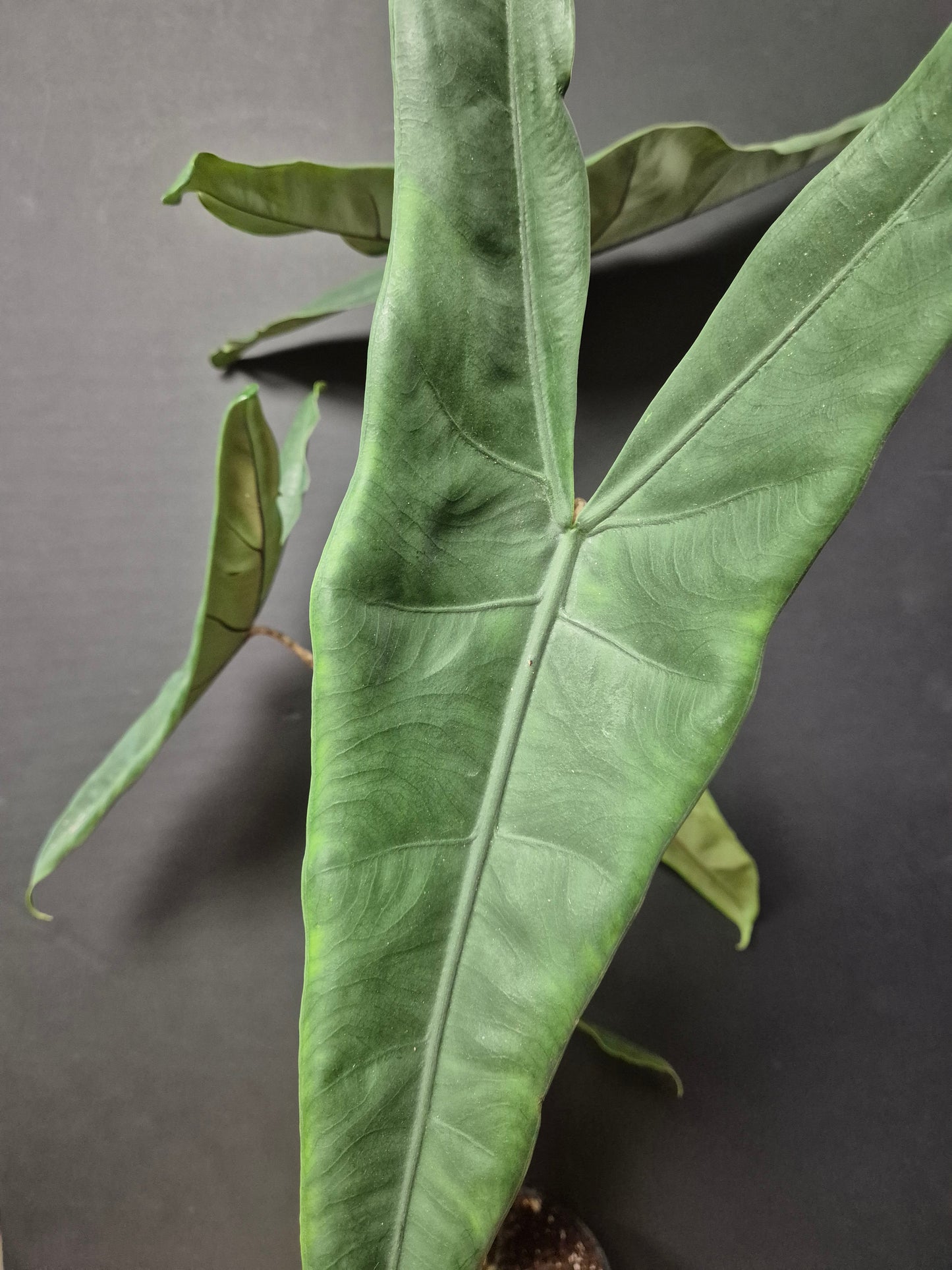Alocasia Zebrina - Zebra Elephant Ear - Houseplant