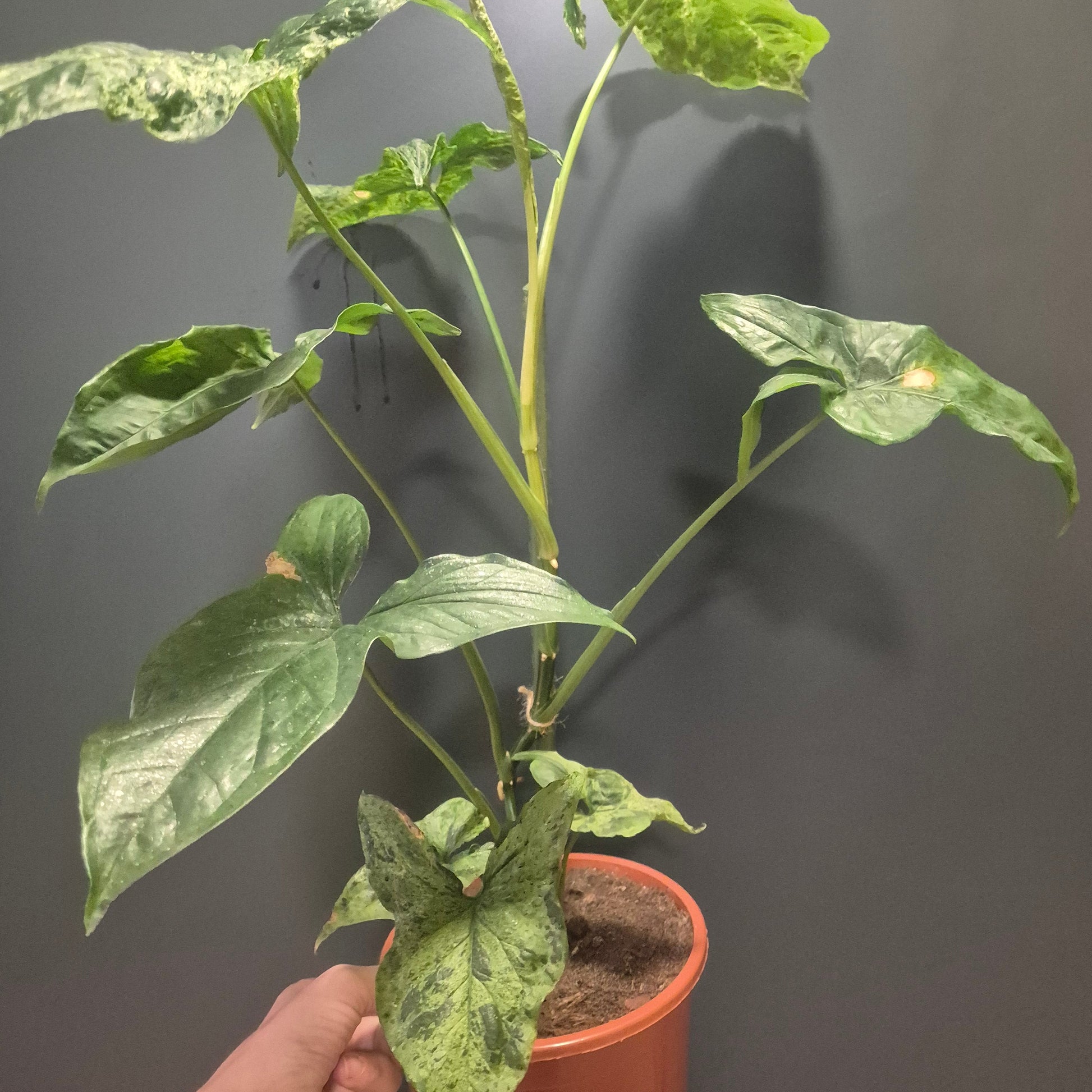 Potted plant with wilting leaves held by a hand against a dark background
