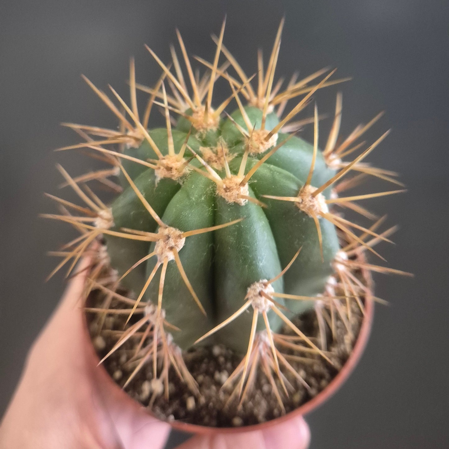 Trichocereus terscheckii - Argentine Saguaro Cactus - 8.5cm | Houseplant