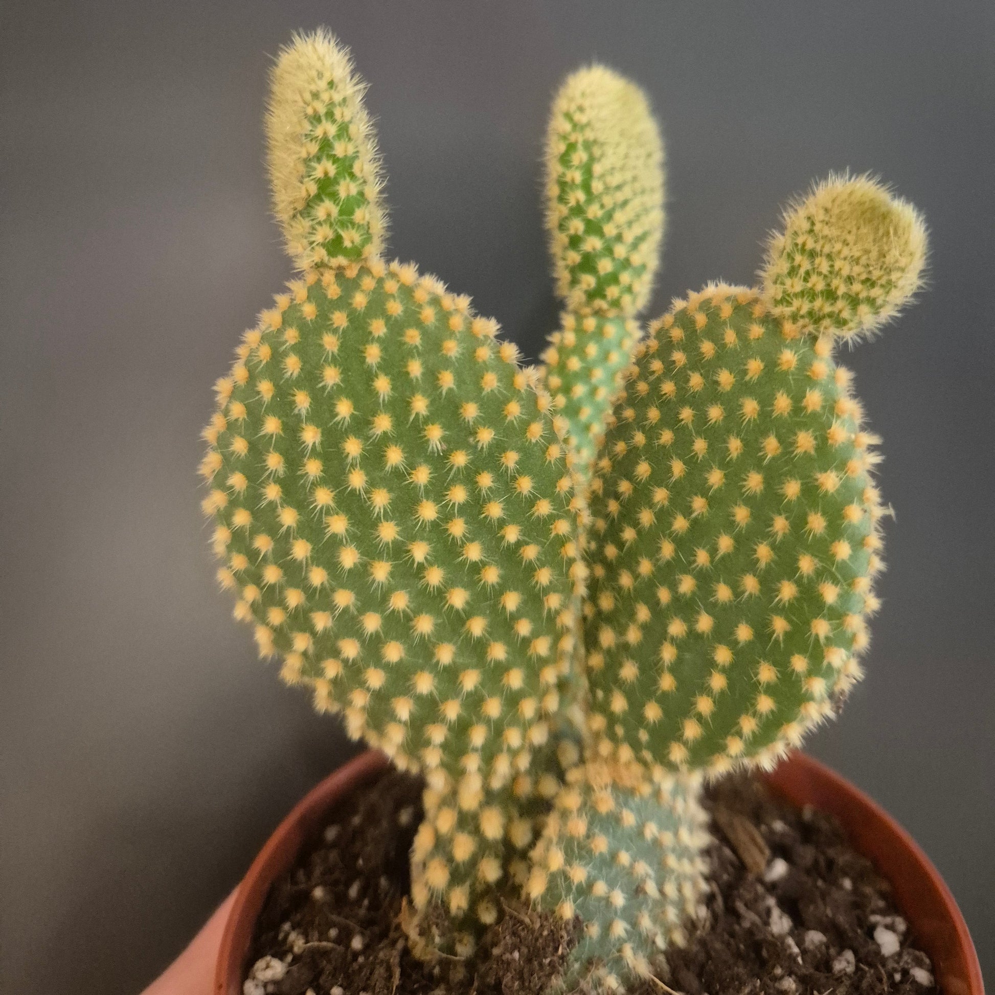 Small cactus plant in a pot on a dark background