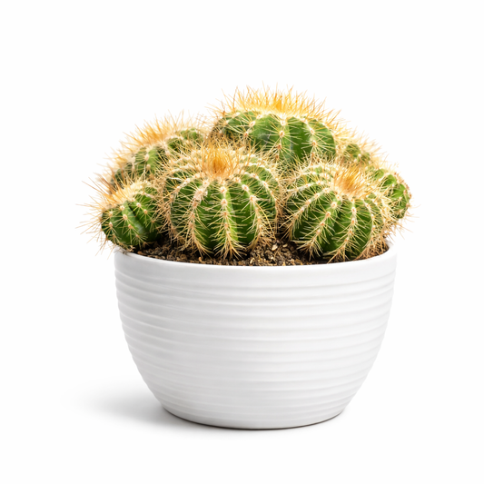 Cactus plant in a white pot on a white background