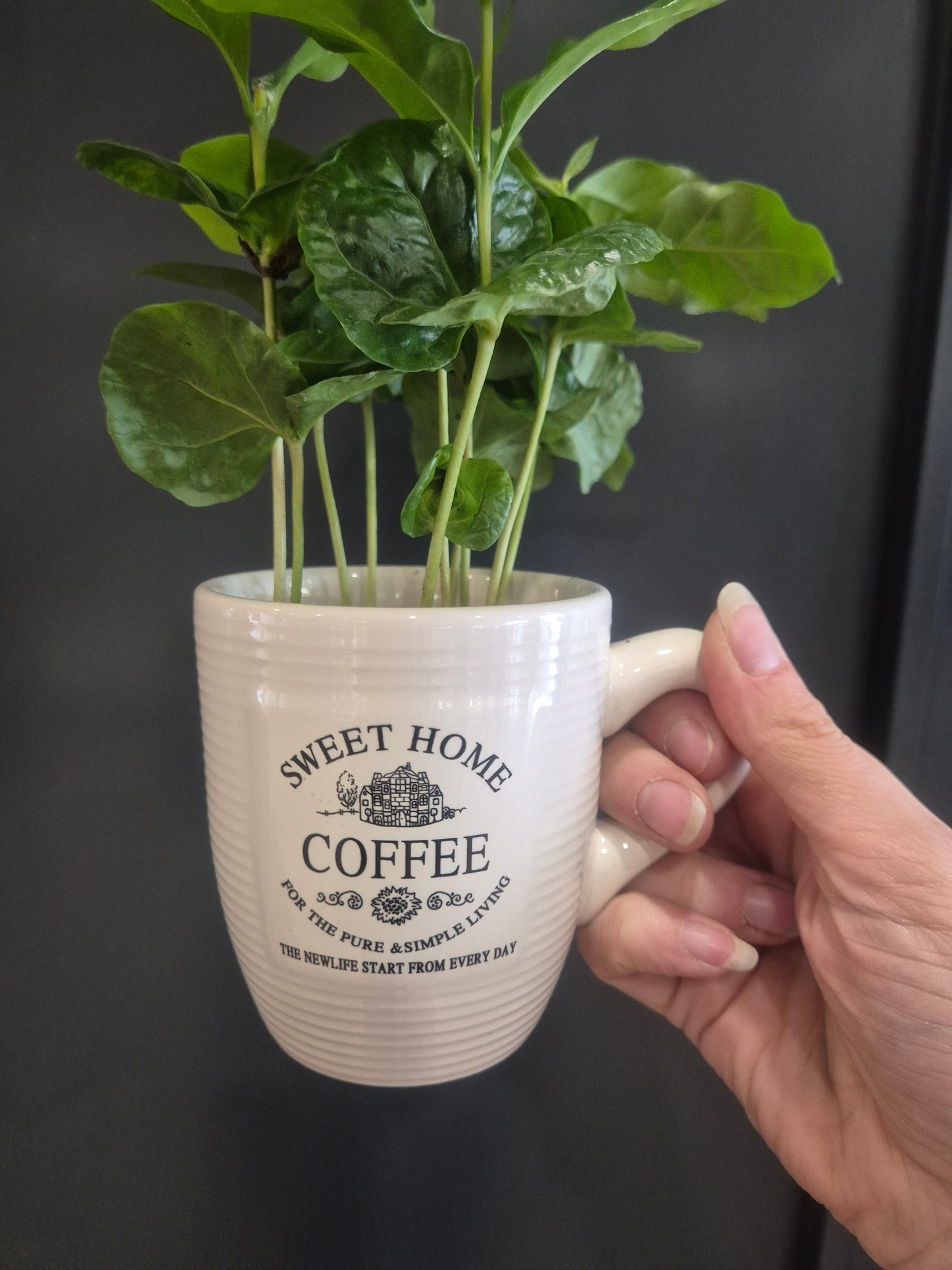 Arabica Coffee Plant and Mug - 9cm | Houseplant