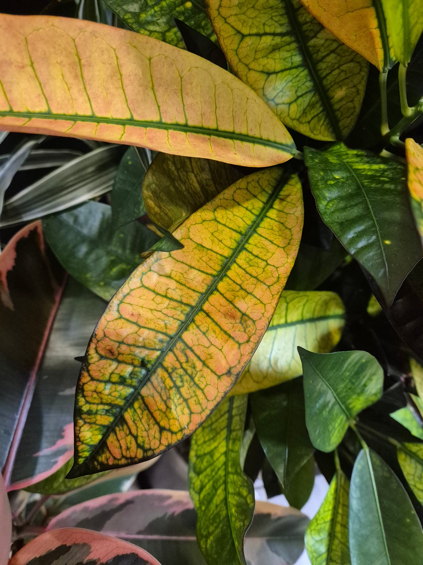 Codiaeum - Croton | Houseplant