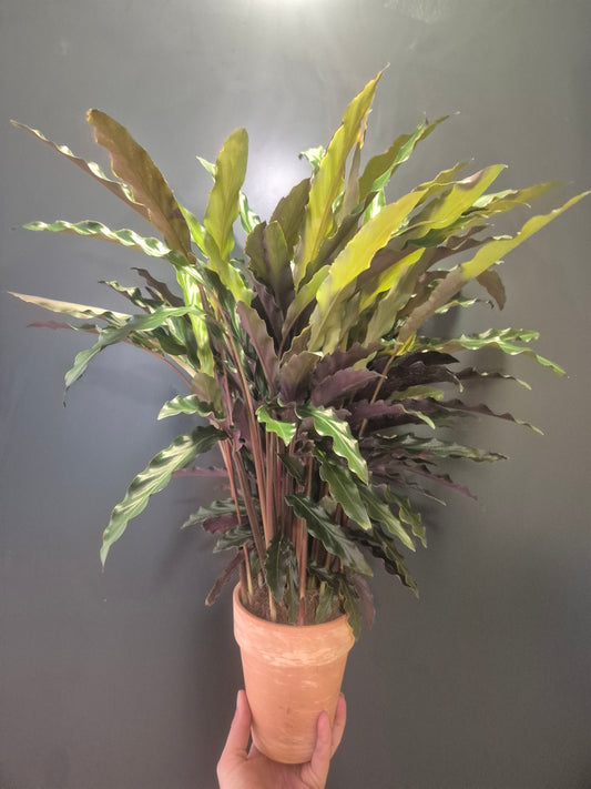 Calathea Rufibarba - Prayer Plant - 14cm | Houseplant