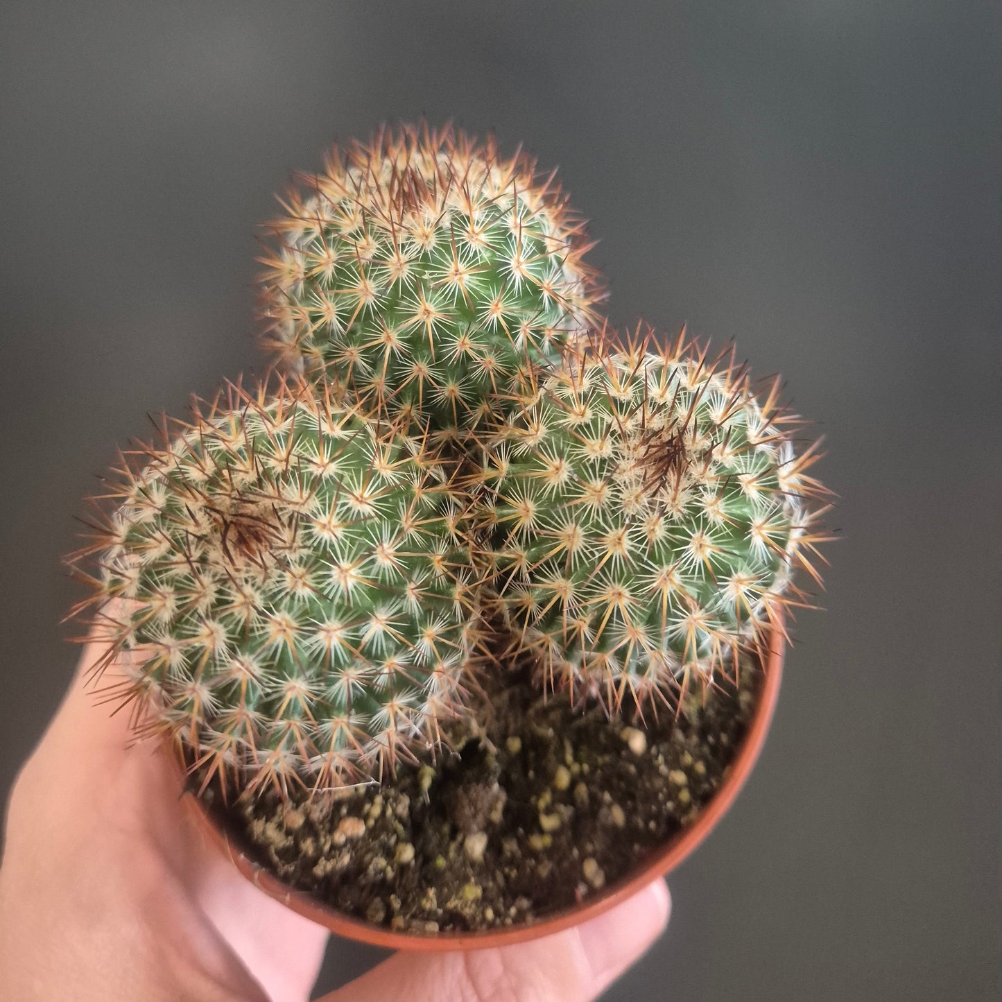 Hand holding a small potted cactus against a dark background