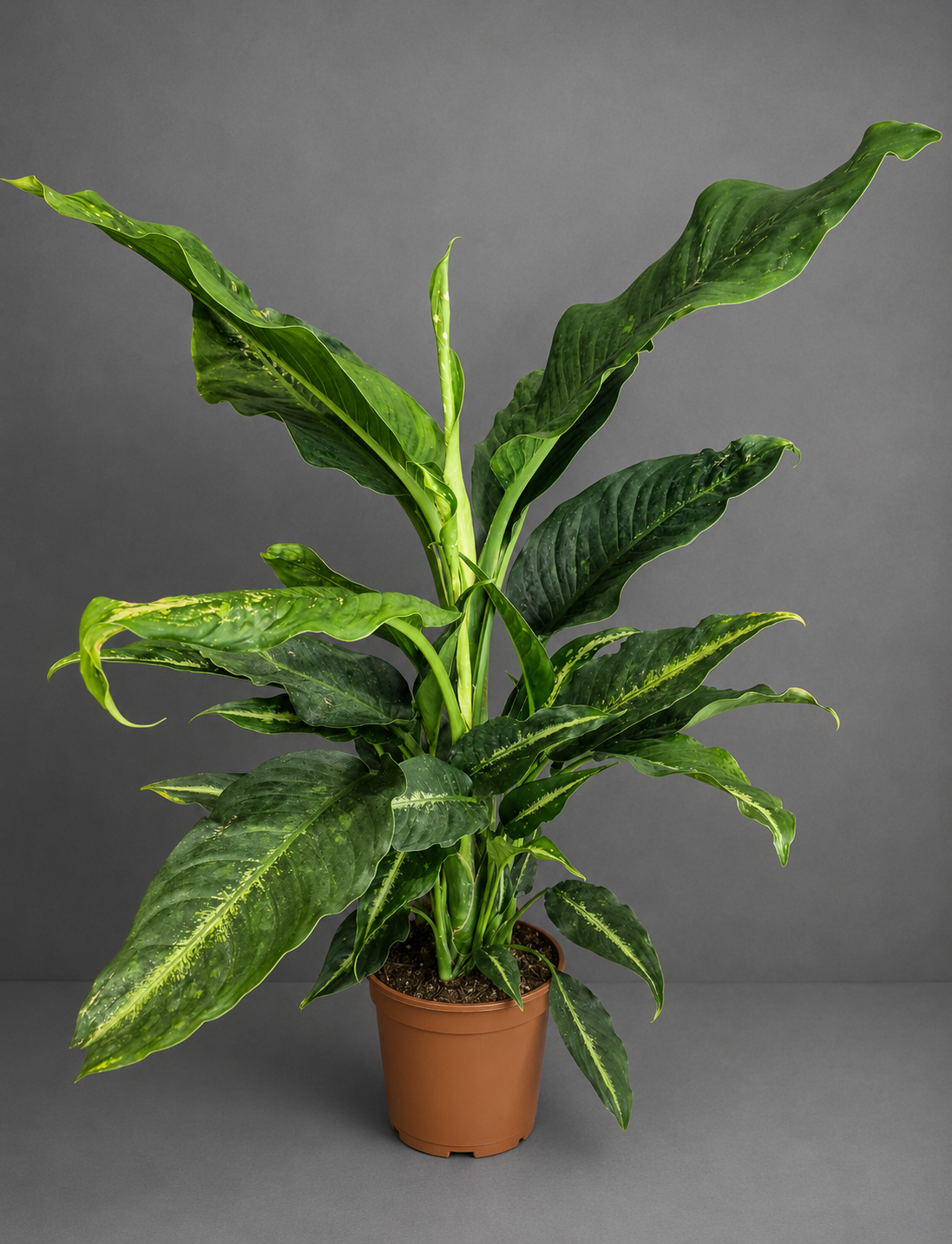 Dieffenbachia Crocodile - Dumb Cane - 24cm | Houseplant