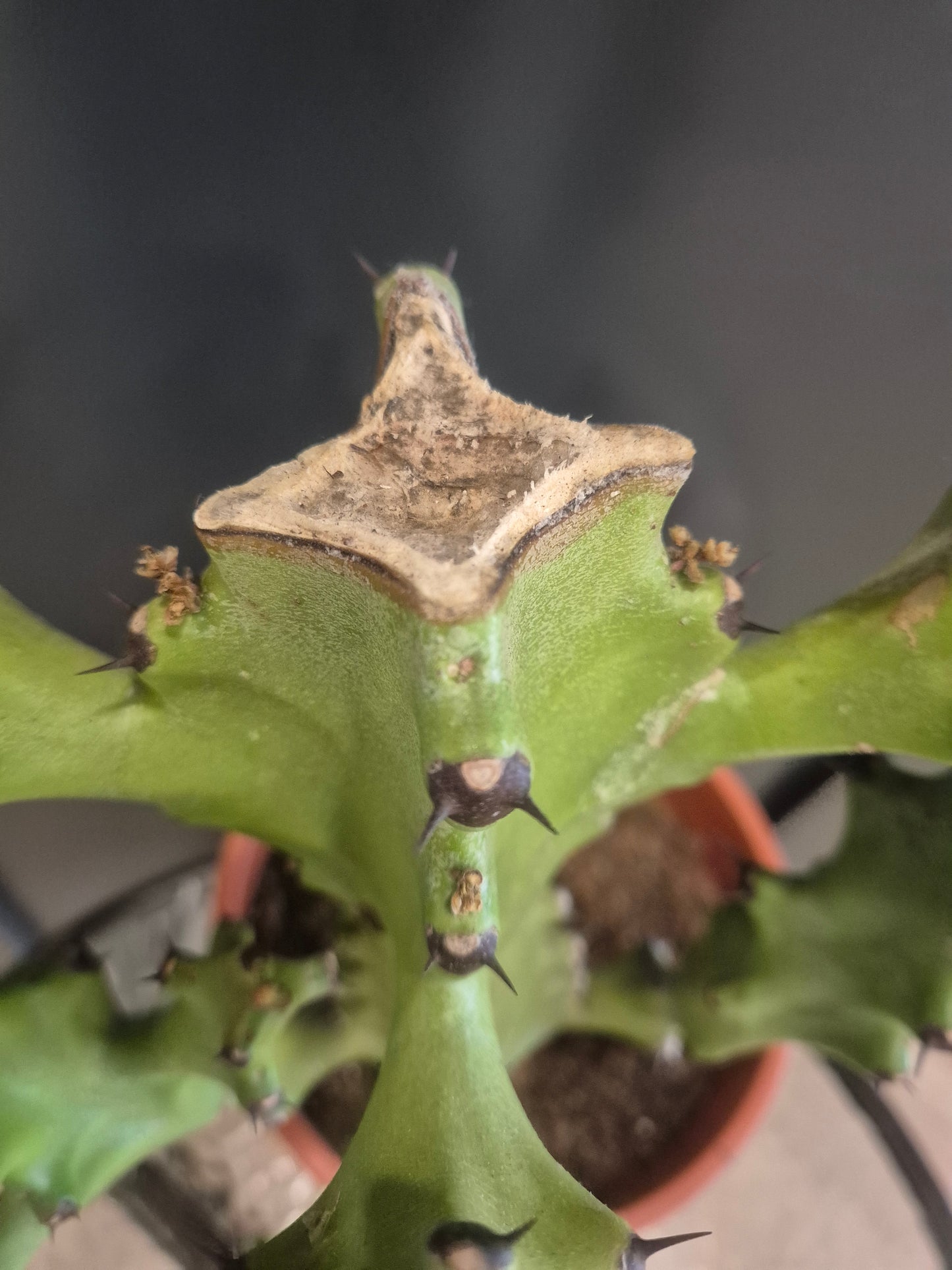 Euphorbia - 21cm | Houseplant