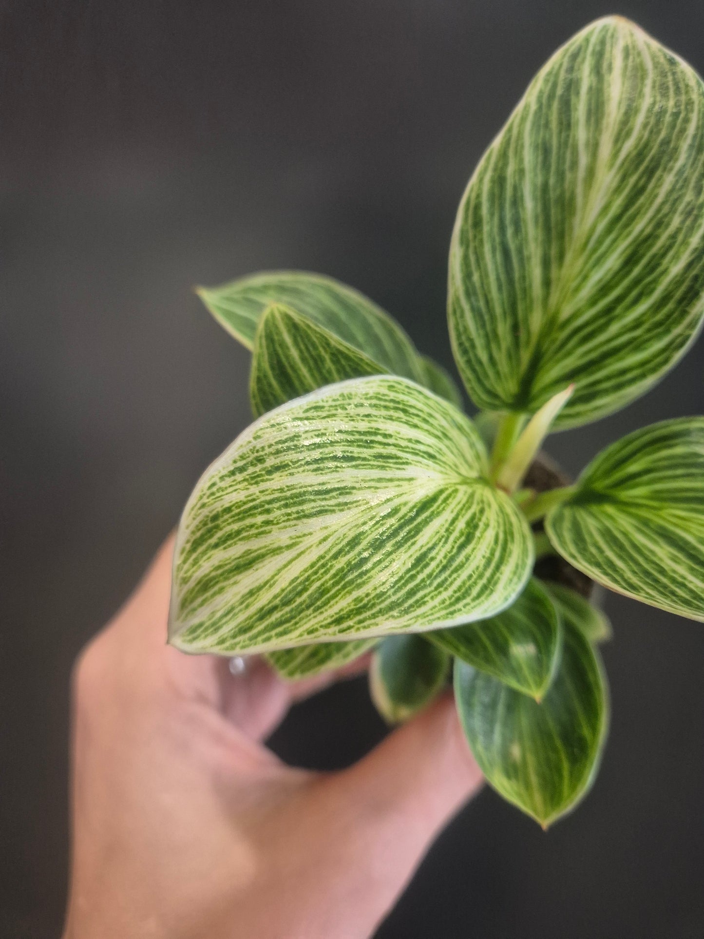 Philodendron Birkin - White Wave - 6cm | Houseplant