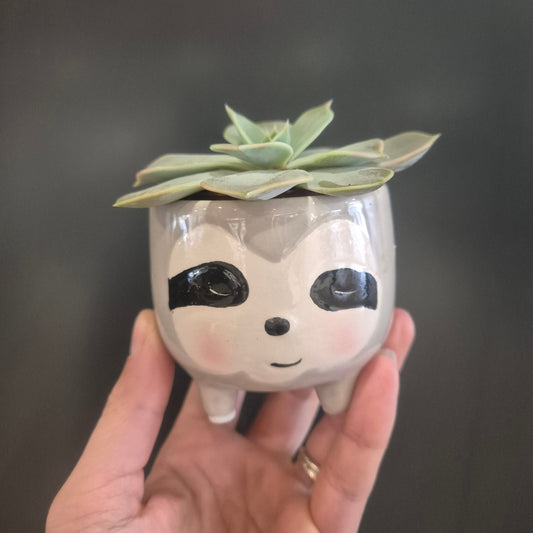 Hand holding a small plant in a sloth-shaped pot against a dark background
