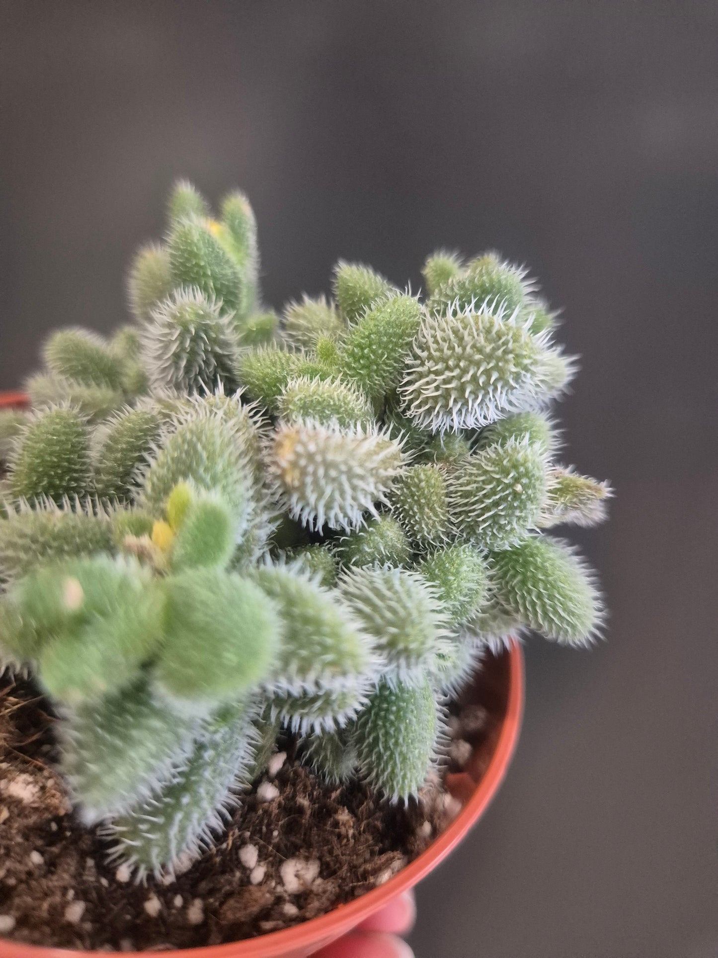 Pickle Plant - Delosperma echinatum - 8.5cm | Houseplant