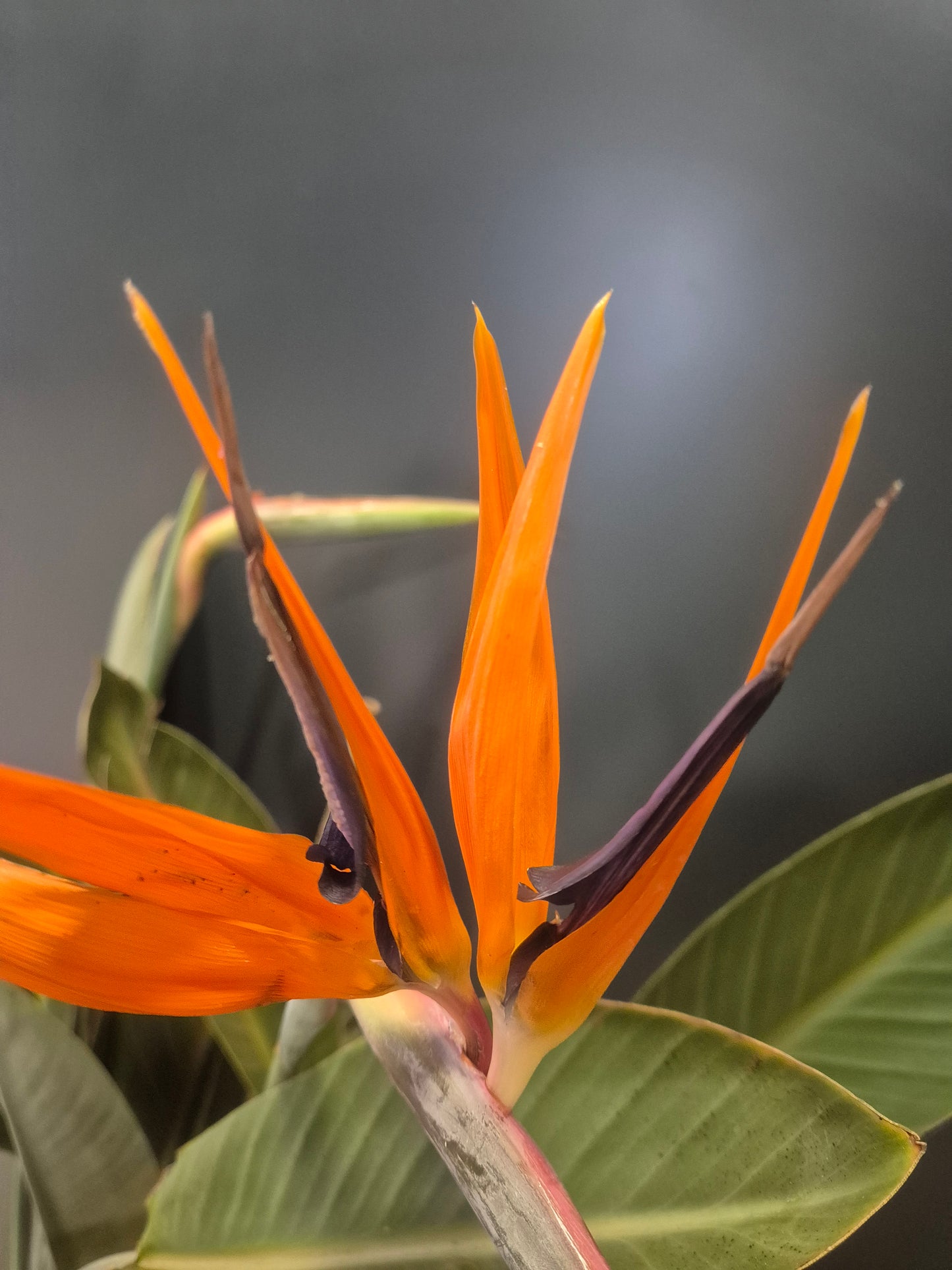 Strelitzia Reginae - Bird Of Paradise - 27cm | Houseplant
