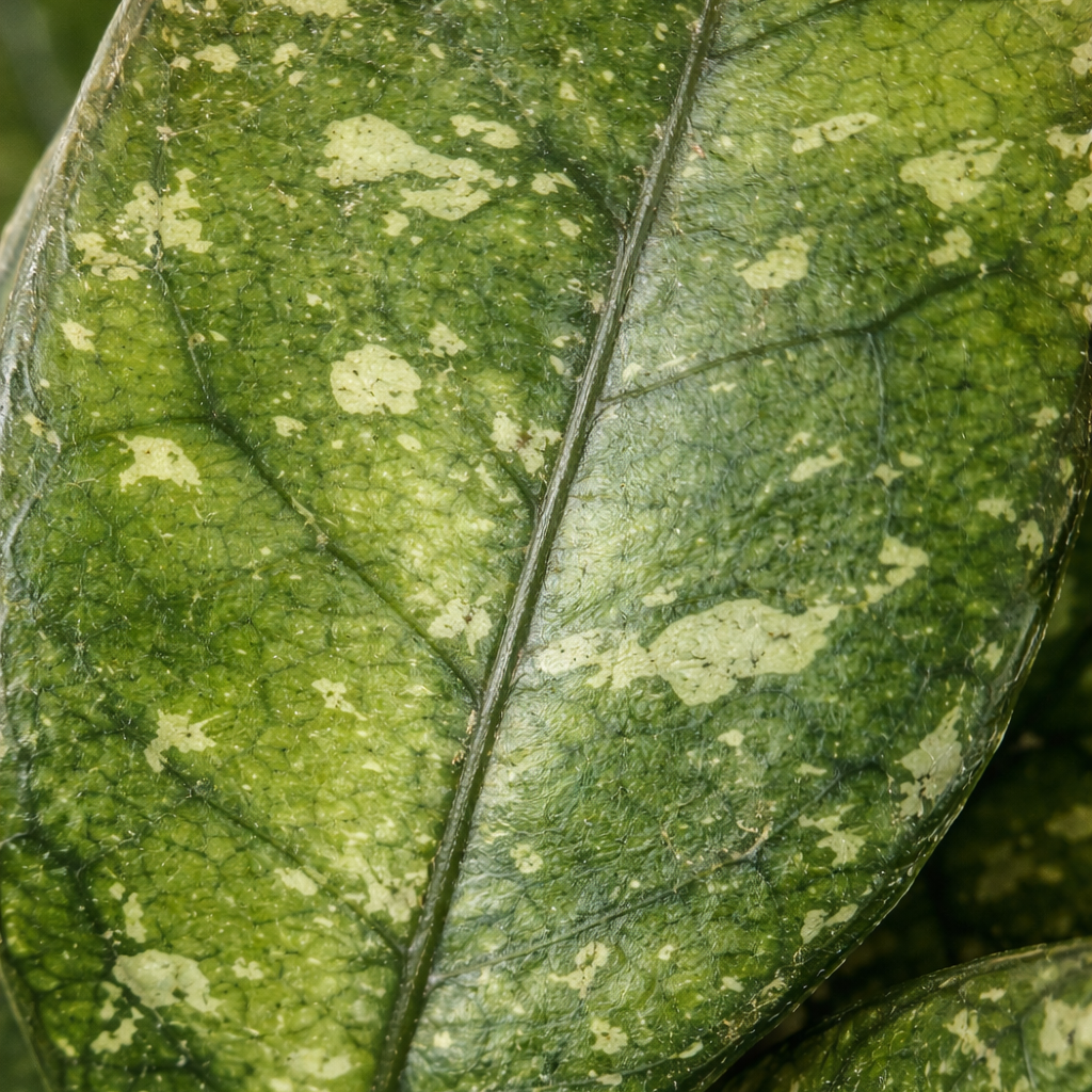 Close-up of a green leaf with visible veins and slight yellowing