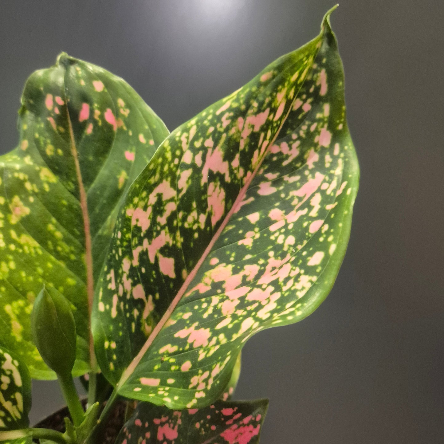 Aglaonema Pink Leopard - Chinese Evergreen - 12cm | Houseplant