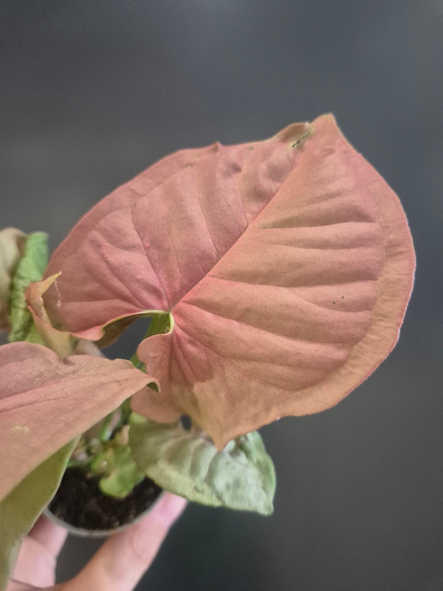 Syngonium Neon Robusta - Pink Arrowhead - 6cm | Houseplant