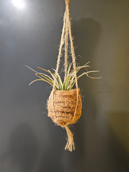 Kokodama - Airplant - Houseplant Plant Paradise By Gemma