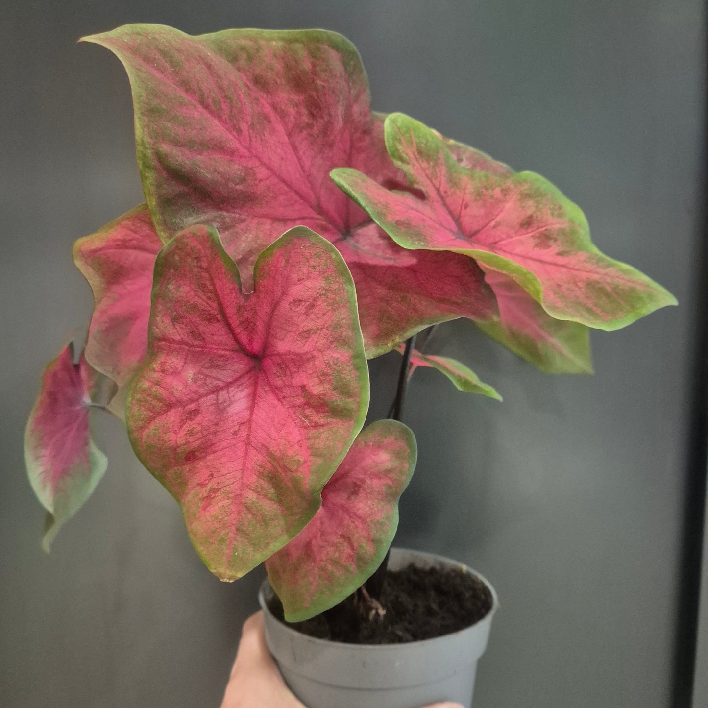 Hand holding a potted plant with pink and green leaves against a dark background
