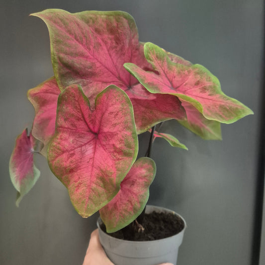 Hand holding a potted plant with pink and green leaves against a dark background