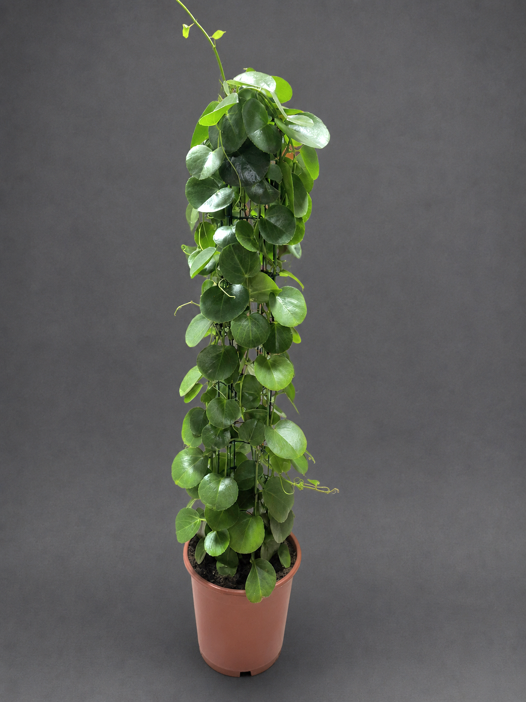 Cissus Rotundifolia - Arabian Wax Plant - 24cm | Houseplant