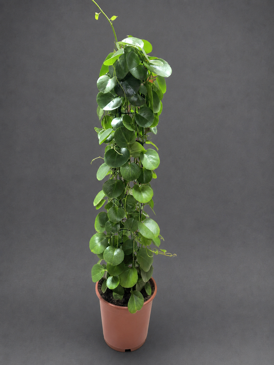 Cissus Rotundifolia - Arabian Wax Plant - 24cm | Houseplant