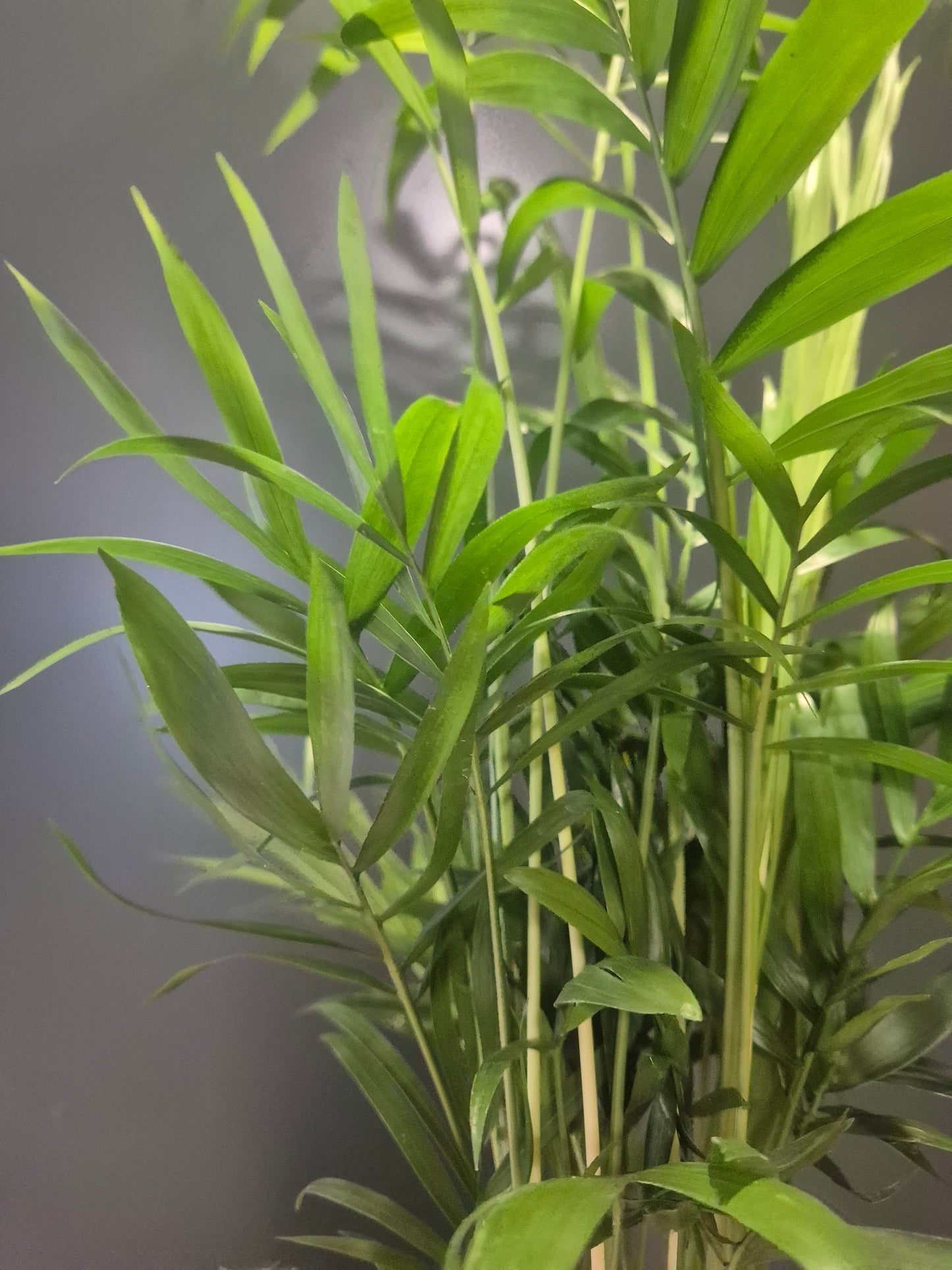 Parlour Palm - Chamaedorea Elegans - 9cm | Houseplant
