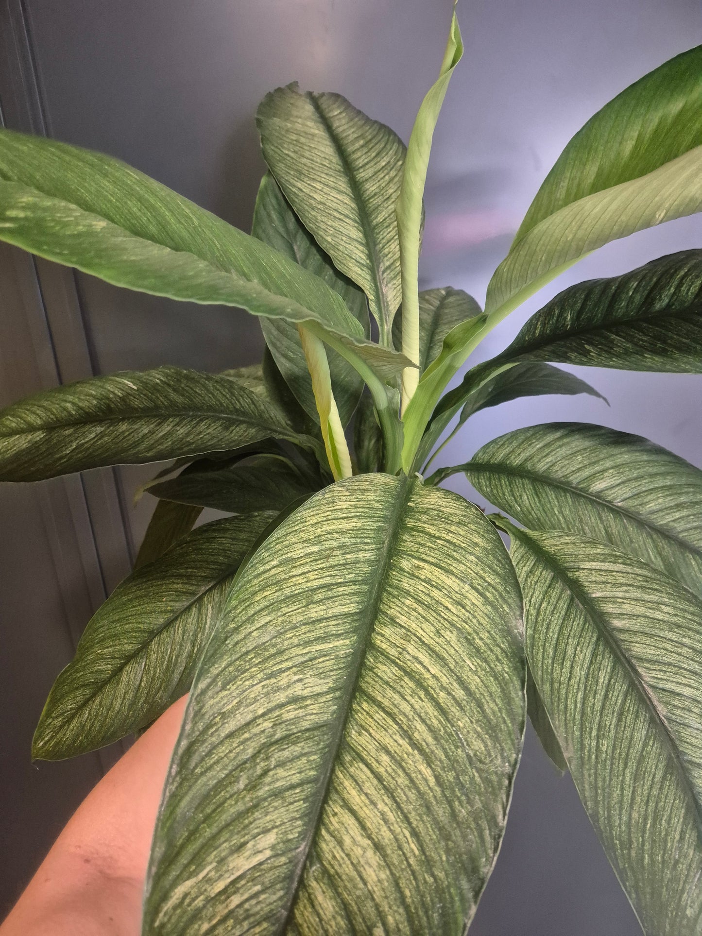 Peace Lily - Spathiphyllum Sensation - 17cm | Houseplant