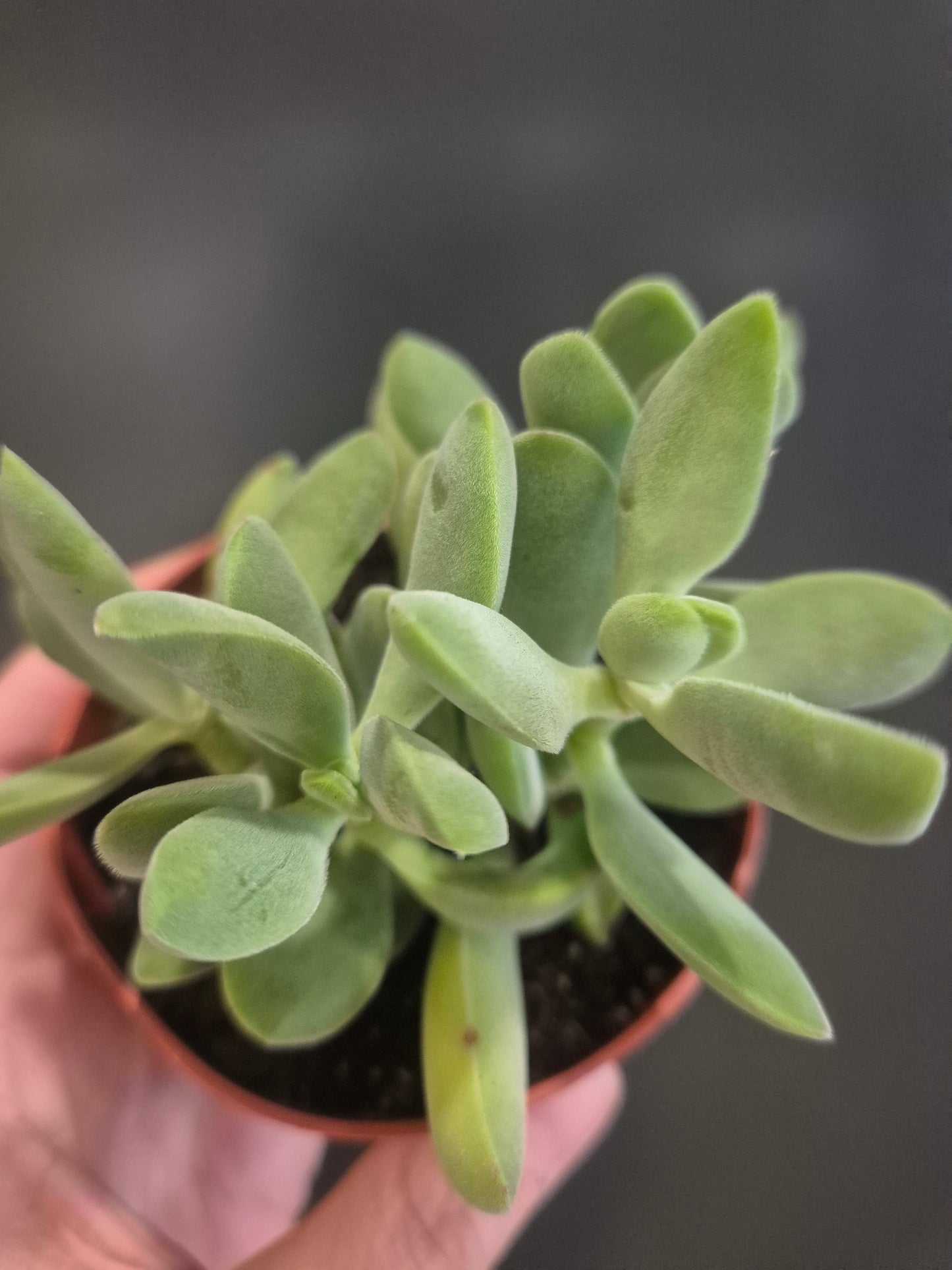 Crassula cephalophora - Mini Propeller Plant - 8.5cm | Houseplant