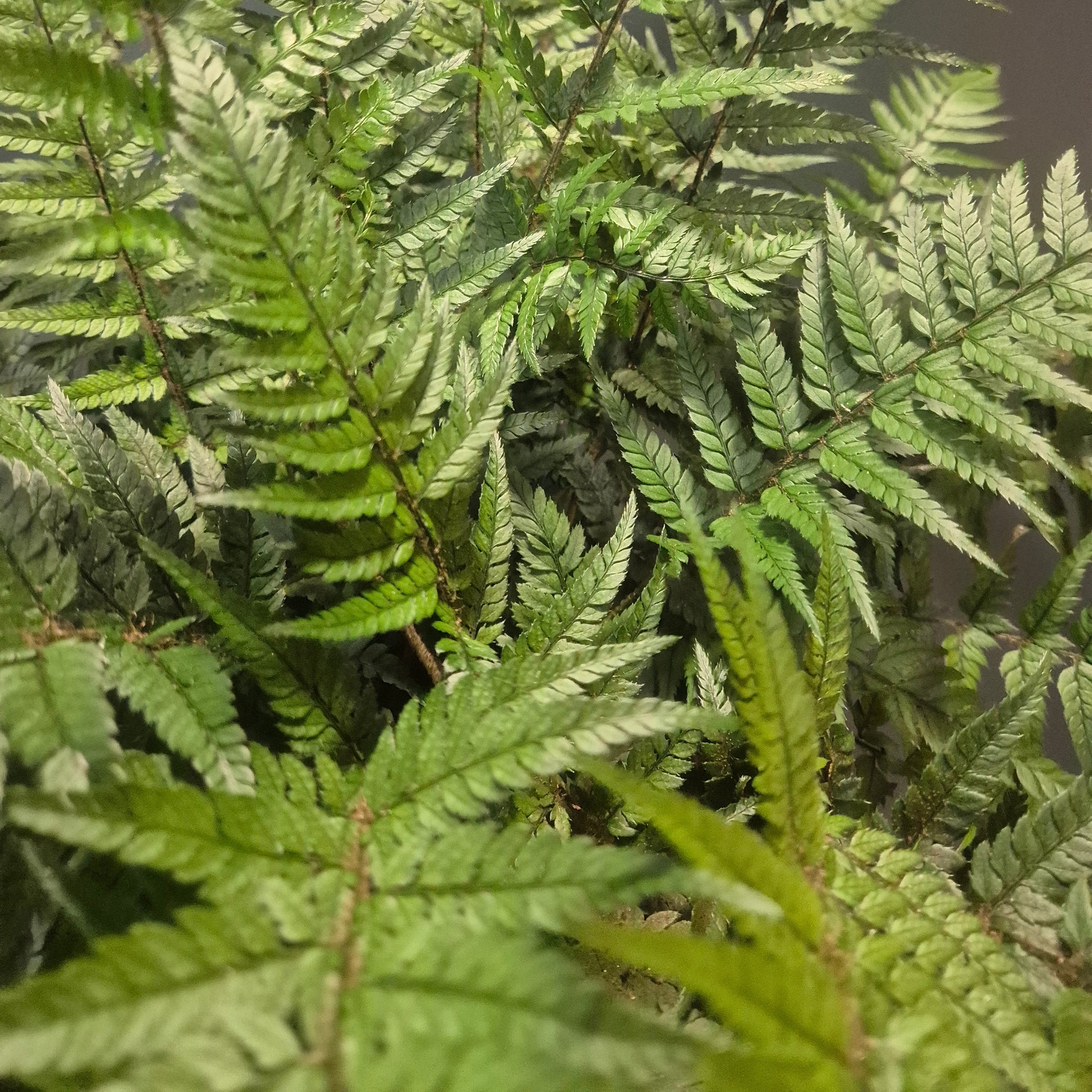 Close-up of a fern with detailed green fronds on a neutral background
