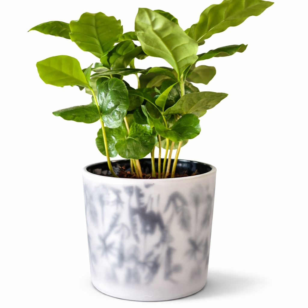 Arabica Coffee Plant and Pot - 9.5cm | Houseplant