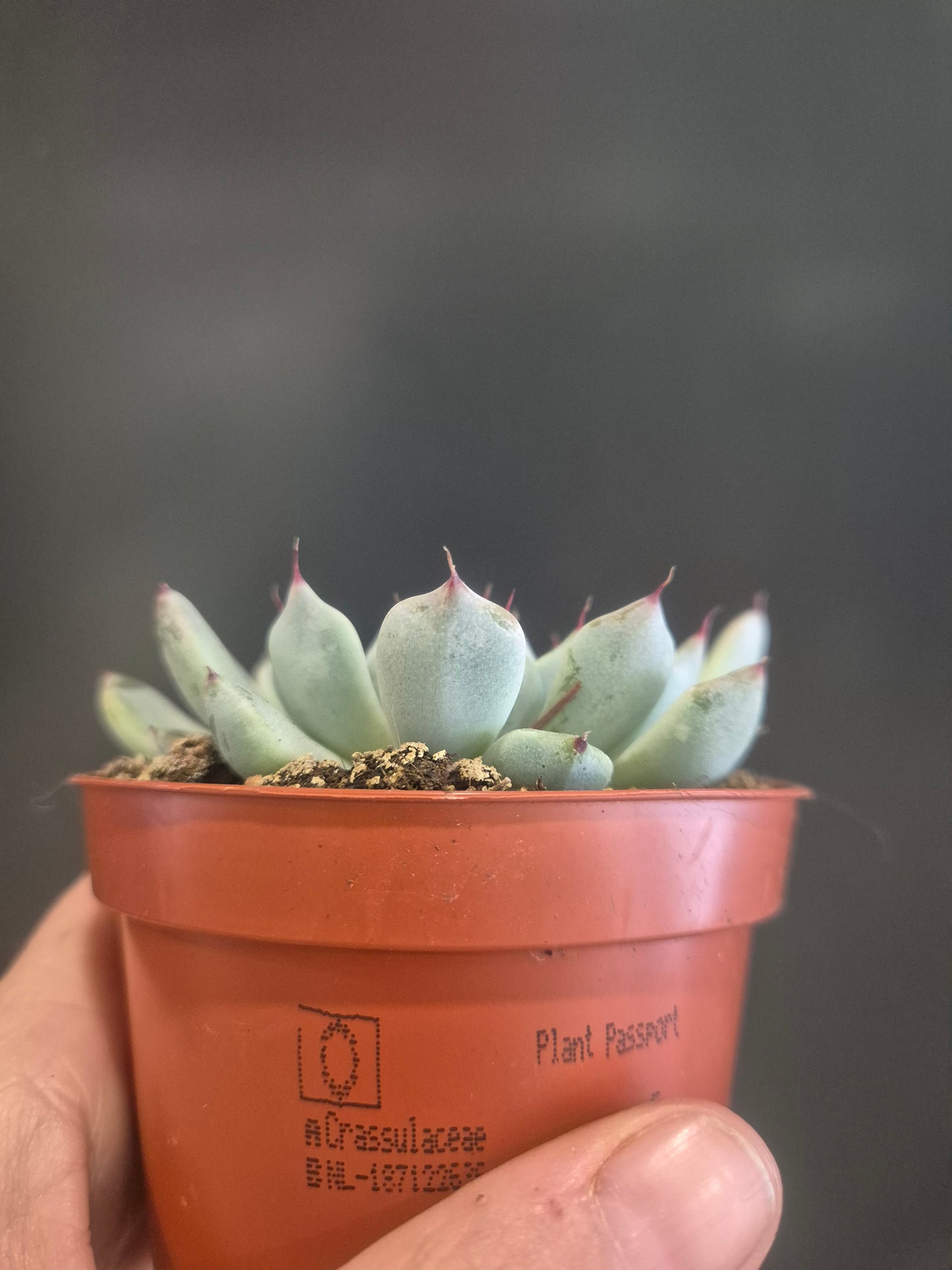 Echeveria colorata 'Haage' - 8.5cm | Houseplant