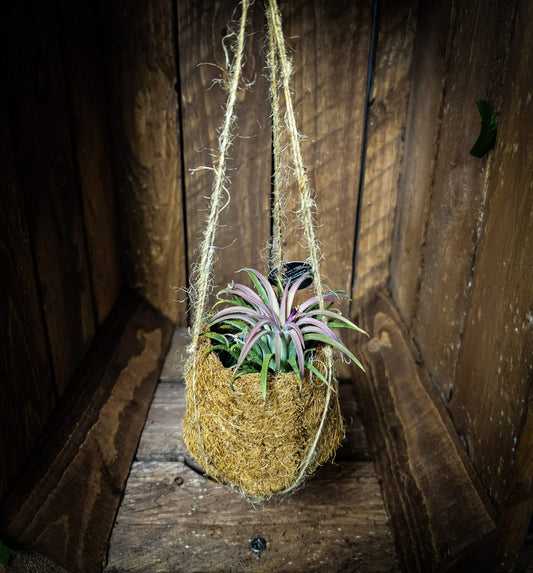 Kokodama Tillandsia | Airplant | Houseplants 7cm