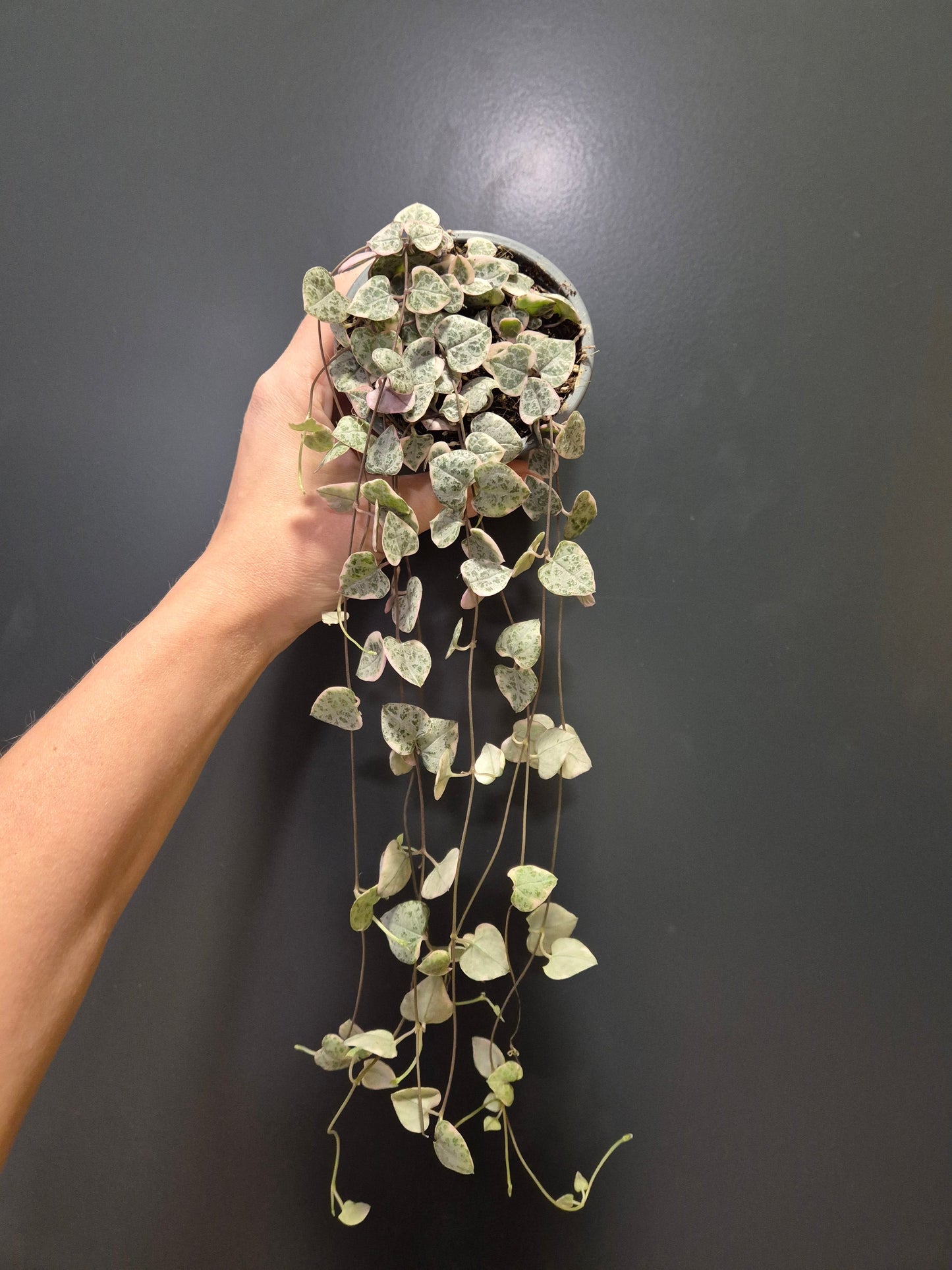 Houseplant Pack with 4 plants Plant Paradise By Gemma