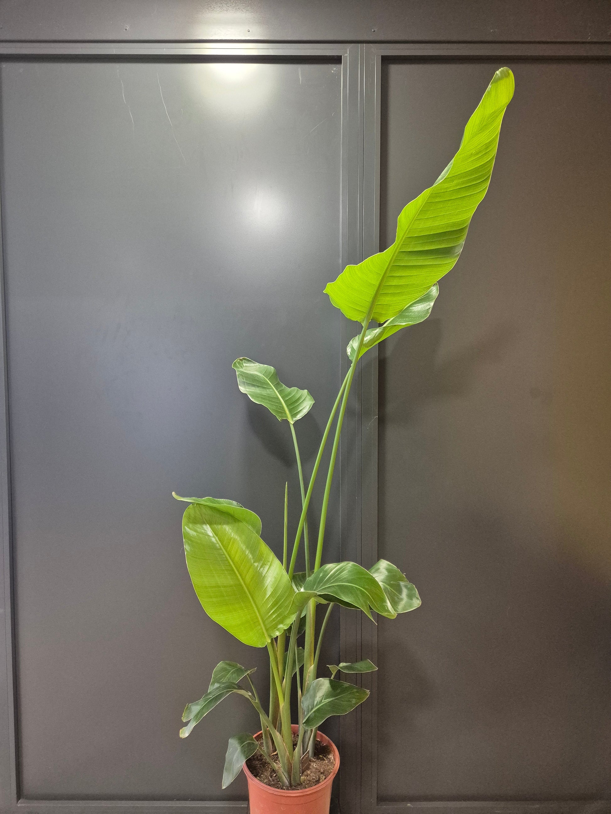Strelitzia Nicolai - Bird Of Paradise - Houseplant Plant Paradise By Gemma
