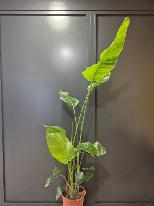 Strelitzia Nicolai - Bird Of Paradise - Houseplant Plant Paradise By Gemma