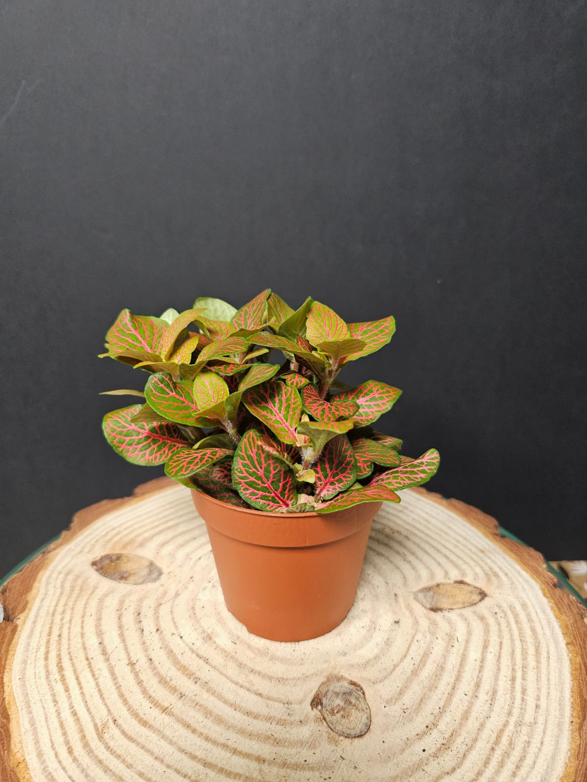 Fittonia - Nerve Plant | Houseplant