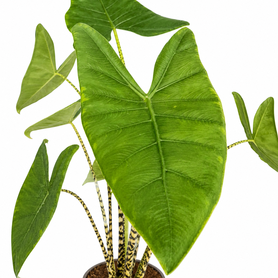 Potted plant with large green leaves on a white background