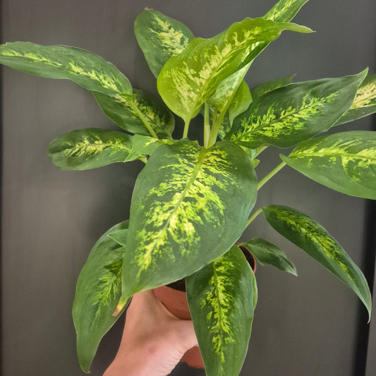 Hand holding a green and yellow leafed plant against a dark background