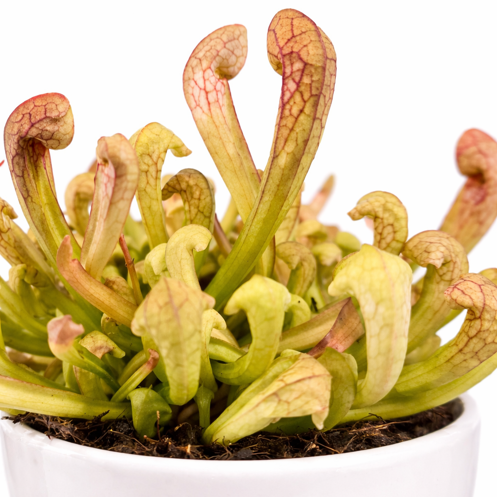Pitcher Plant - Sarracenia Fly Trap - 9cm | Houseplant