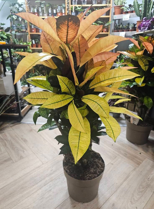Codiaeum - Croton | Houseplant
