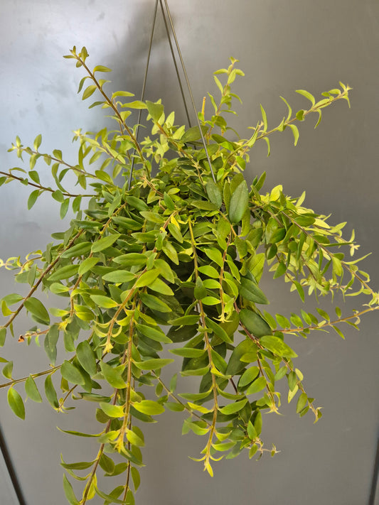 Aeschynanthus radicans - Lipstick Plant | Houseplant