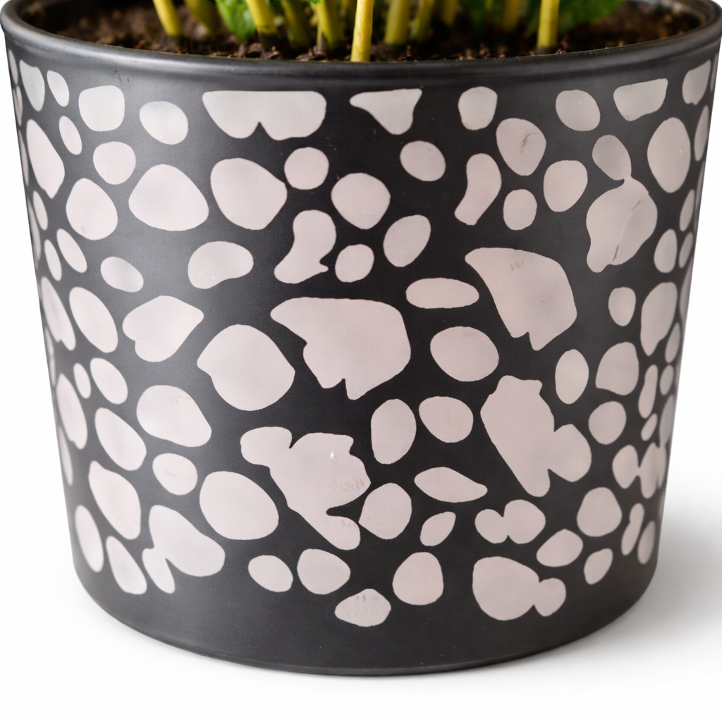 Arabica Coffee Plant and Pot - 9.5cm | Houseplant