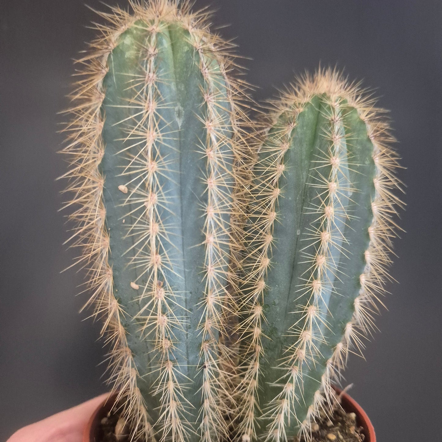 Blue Torch Cactus - pilocereus azureus - 8.5cm | Houseplant