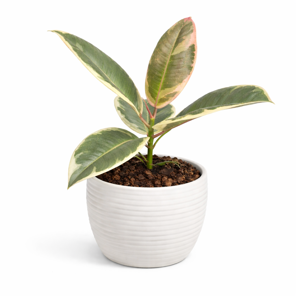 Potted plant with green, cream and light pink leaves in a white pot on a white background