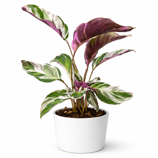 Calathea Fusion White - Prayer Plant - 14cm | Houseplant