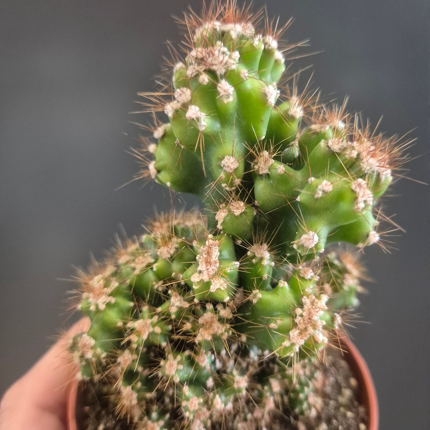 Peruvian Apple Cactus - Cereus pervianus - 8.5cm | Houseplant