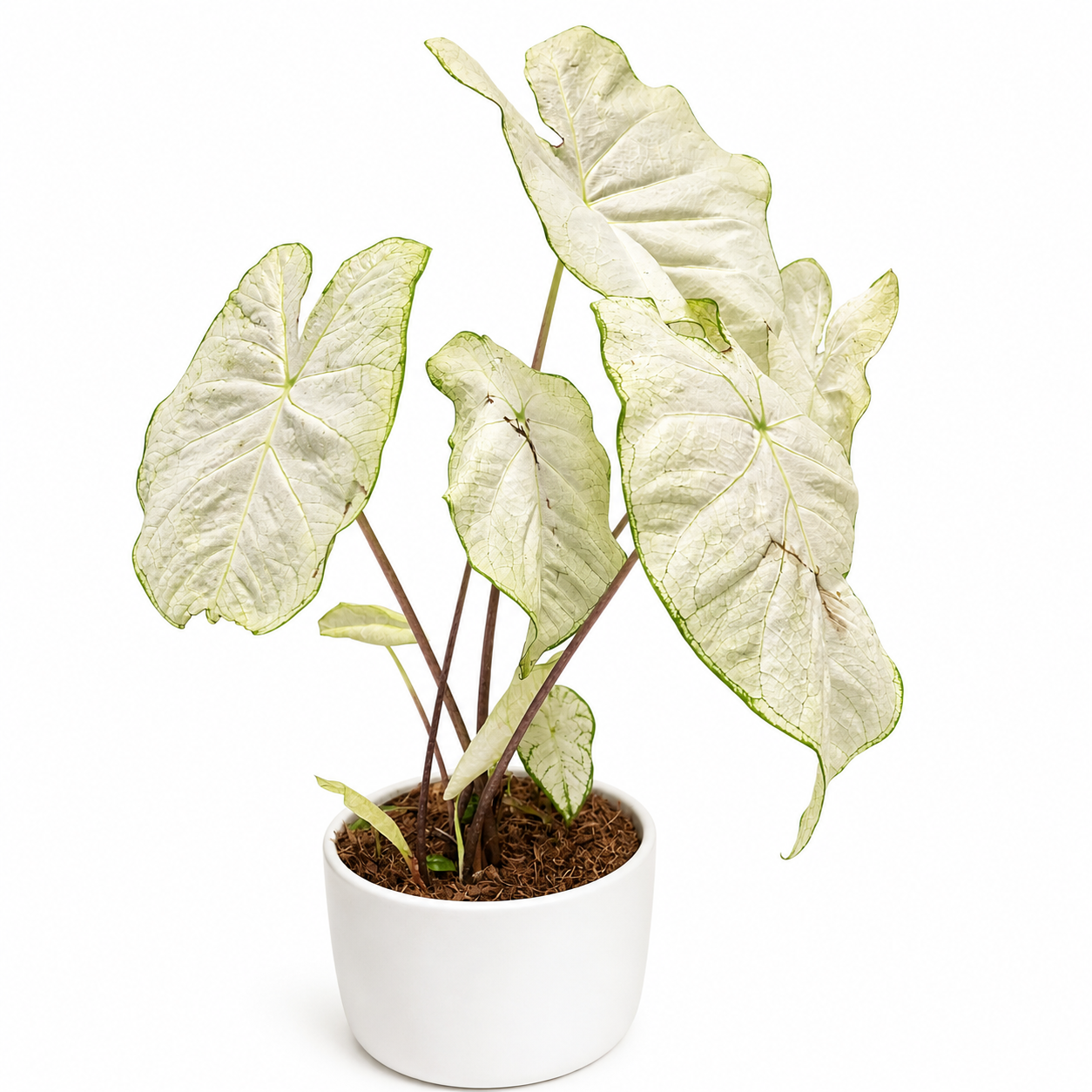 Caladium - Florida Moonlight - 21cm | Houseplant