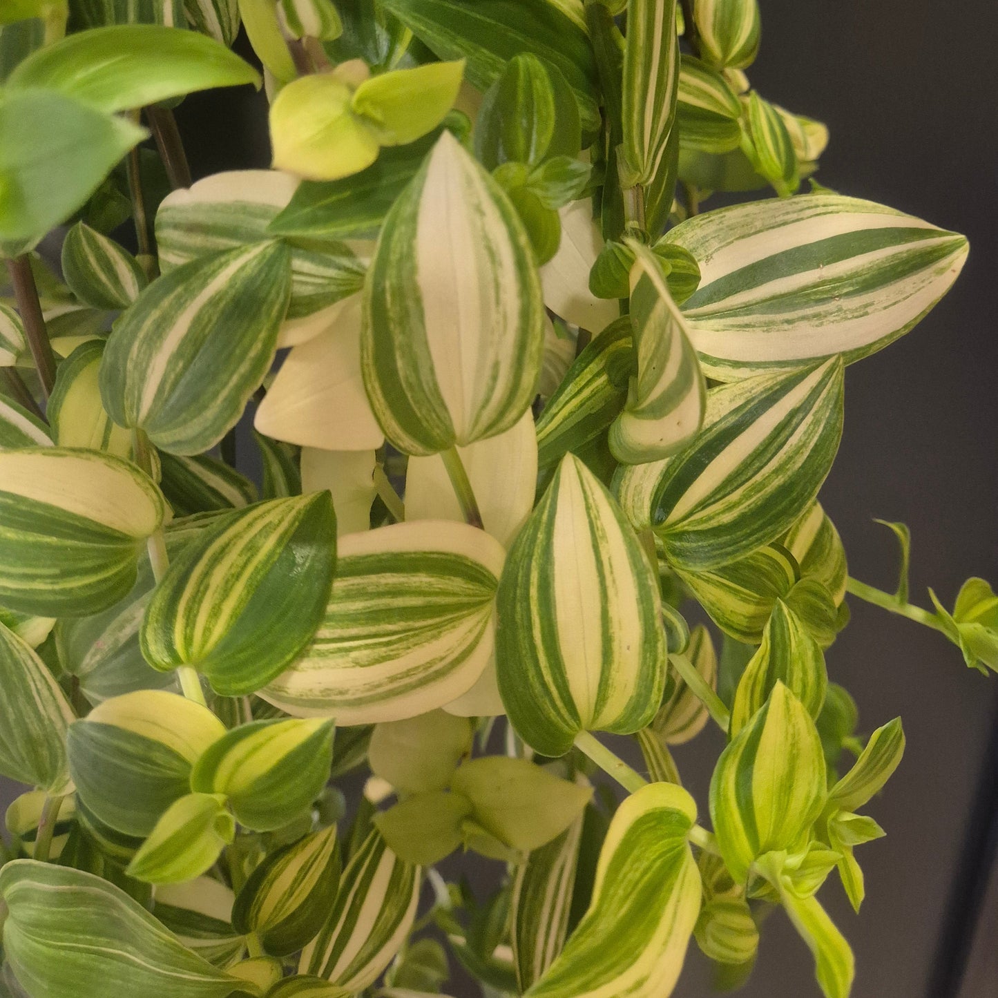 Tradescantia Ivory Hill - Inch Plant - 17cm | Houseplant