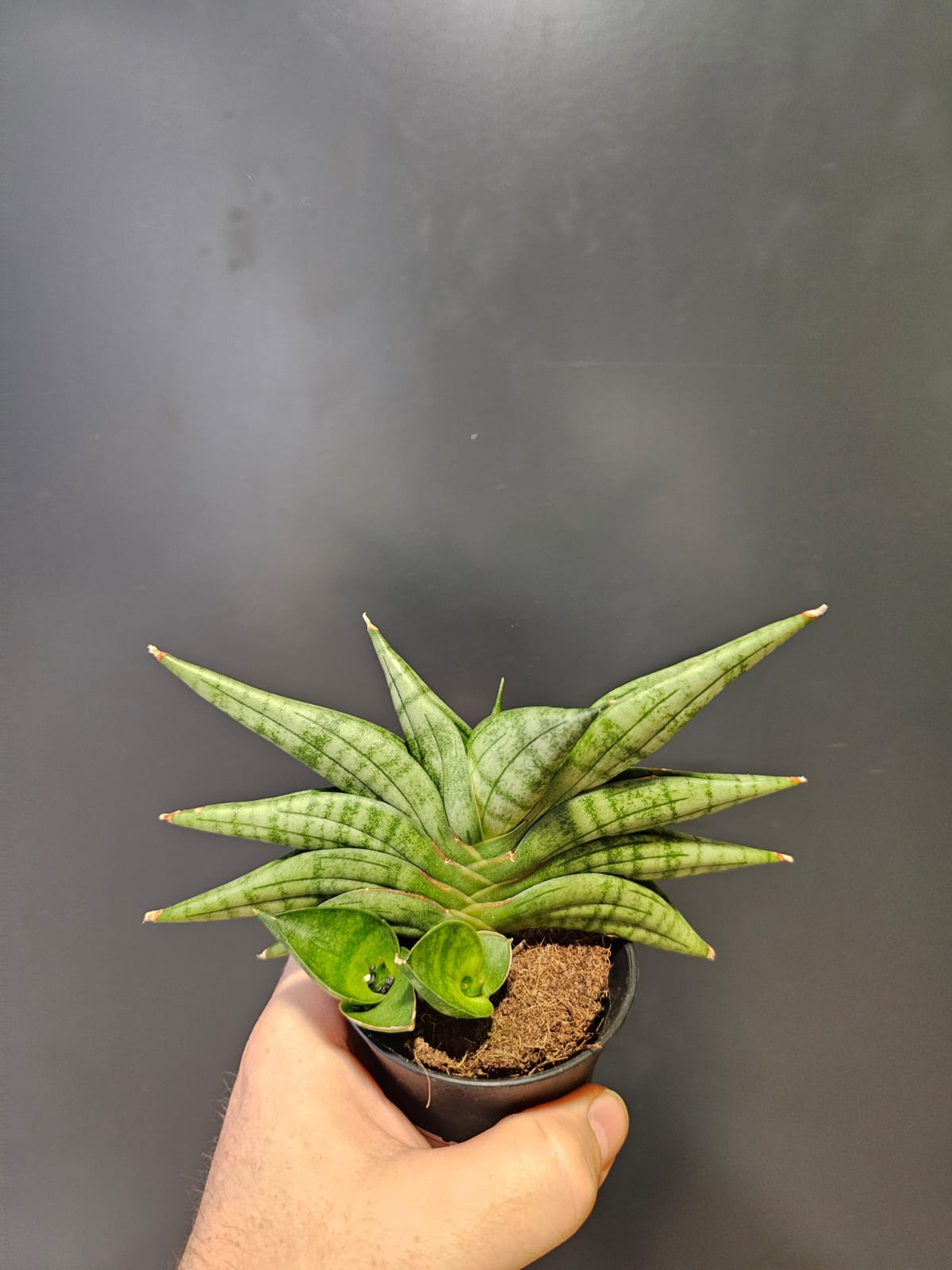 Sansevieria Mix Varieties | Houseplant Plant Paradise By Gemma