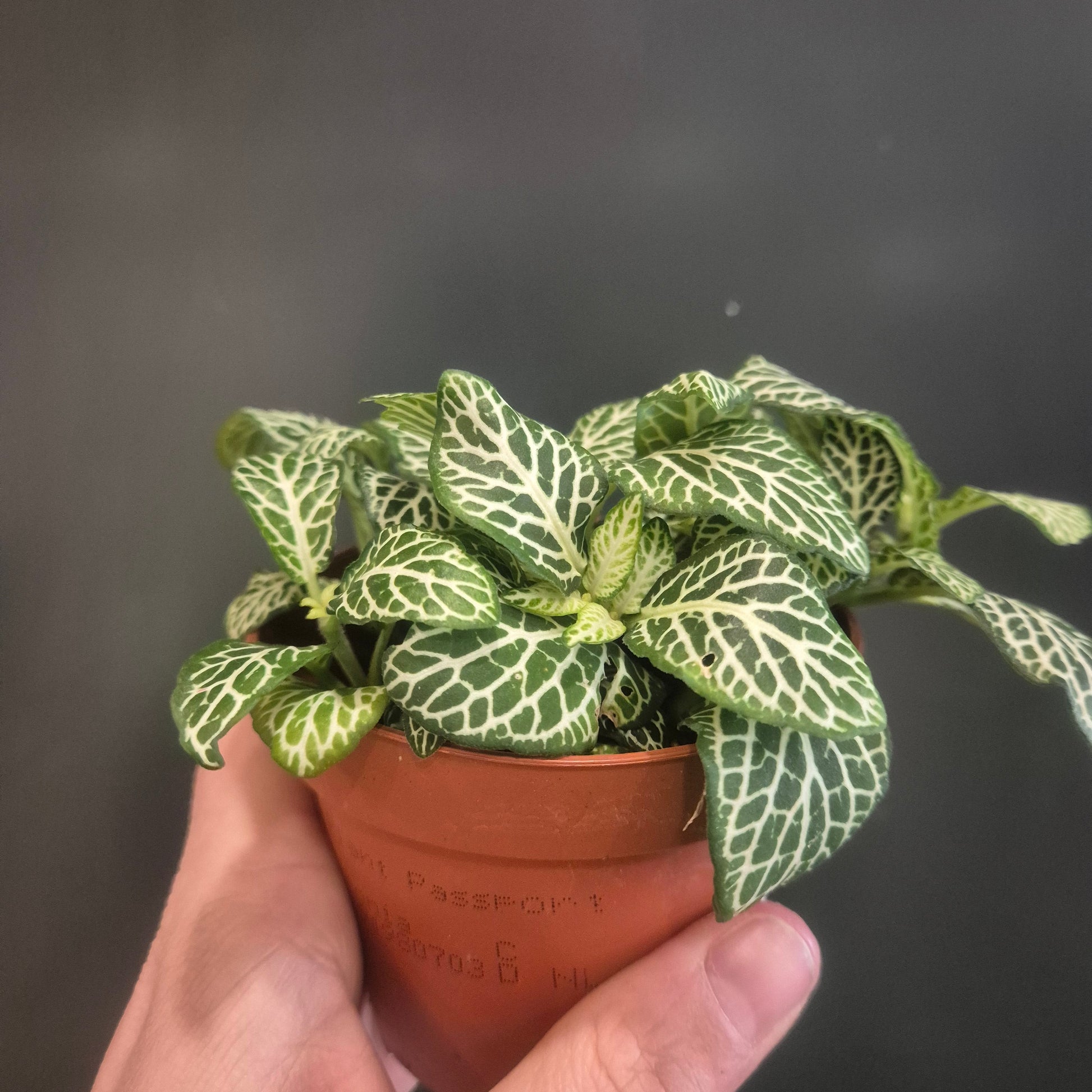 Hand holding a small potted plant with a dark background